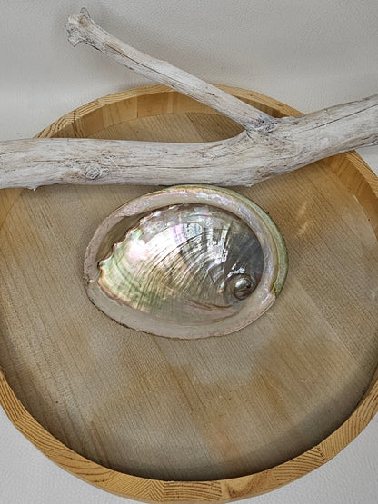 Abalone Muschel Perlmutt Größe 1