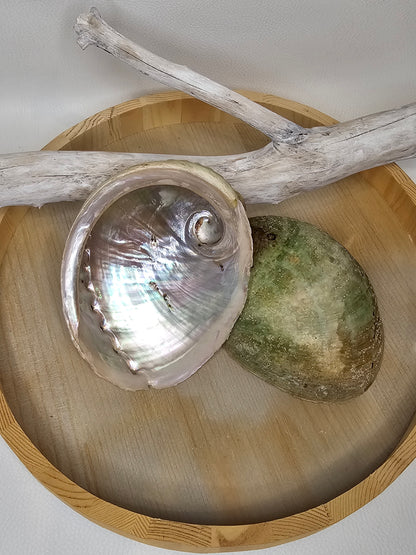 Abalone Muschel Perlmutt Größe 1