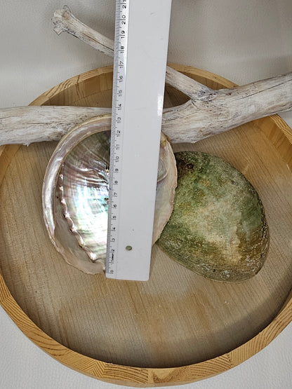 Abalone Muschel Perlmutt Größe 1