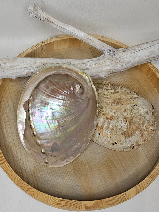 Abalone Muschel Perlmutt Größe 2