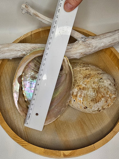 Abalone Muschel Perlmutt Größe 2